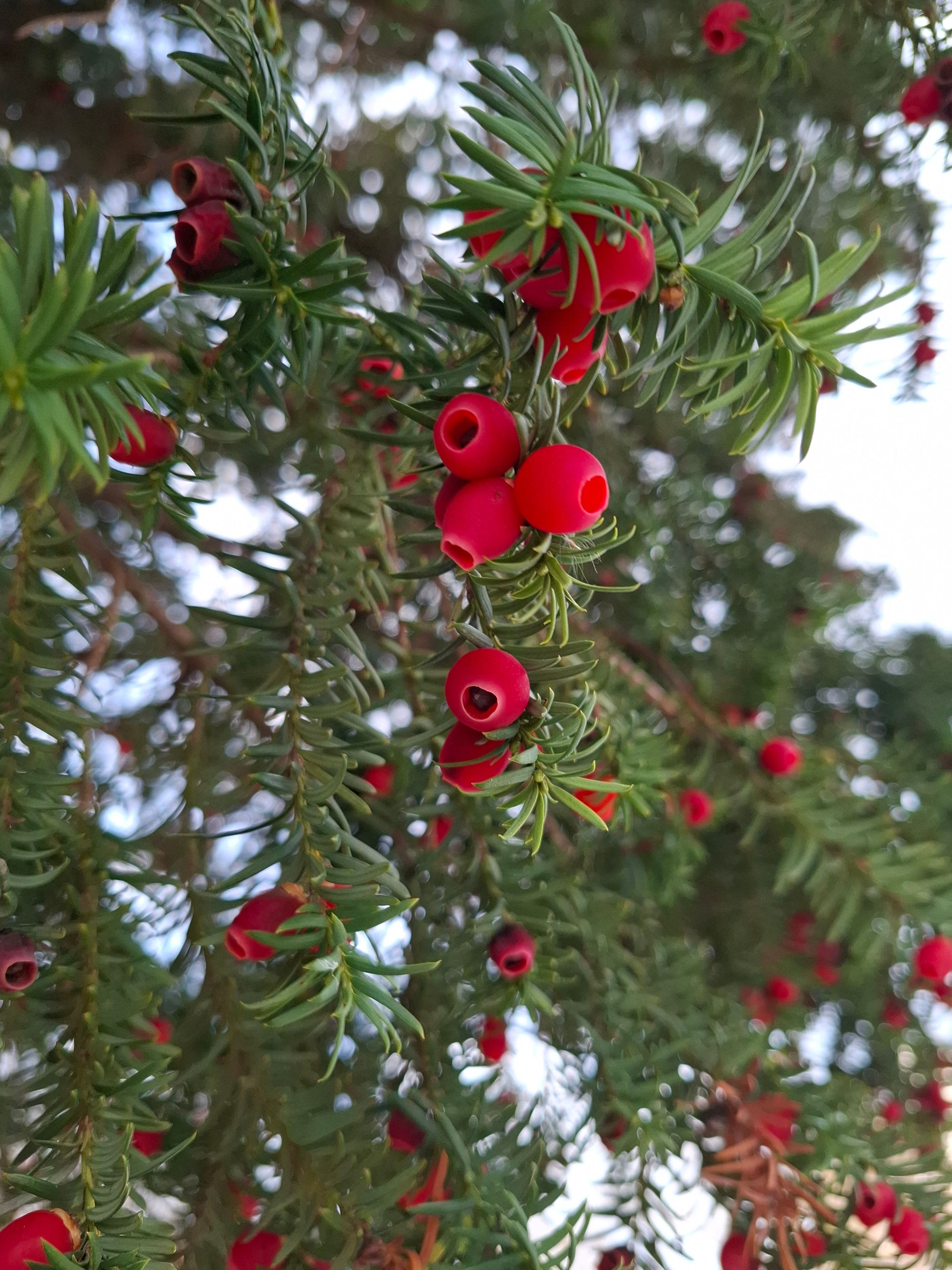 Close-up of Red Berries on Evergreen Branch · Free Stock Photo