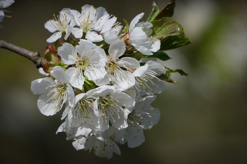 Free Close-up of white cherry blossoms in spring, captured outdoors. Stock Photo