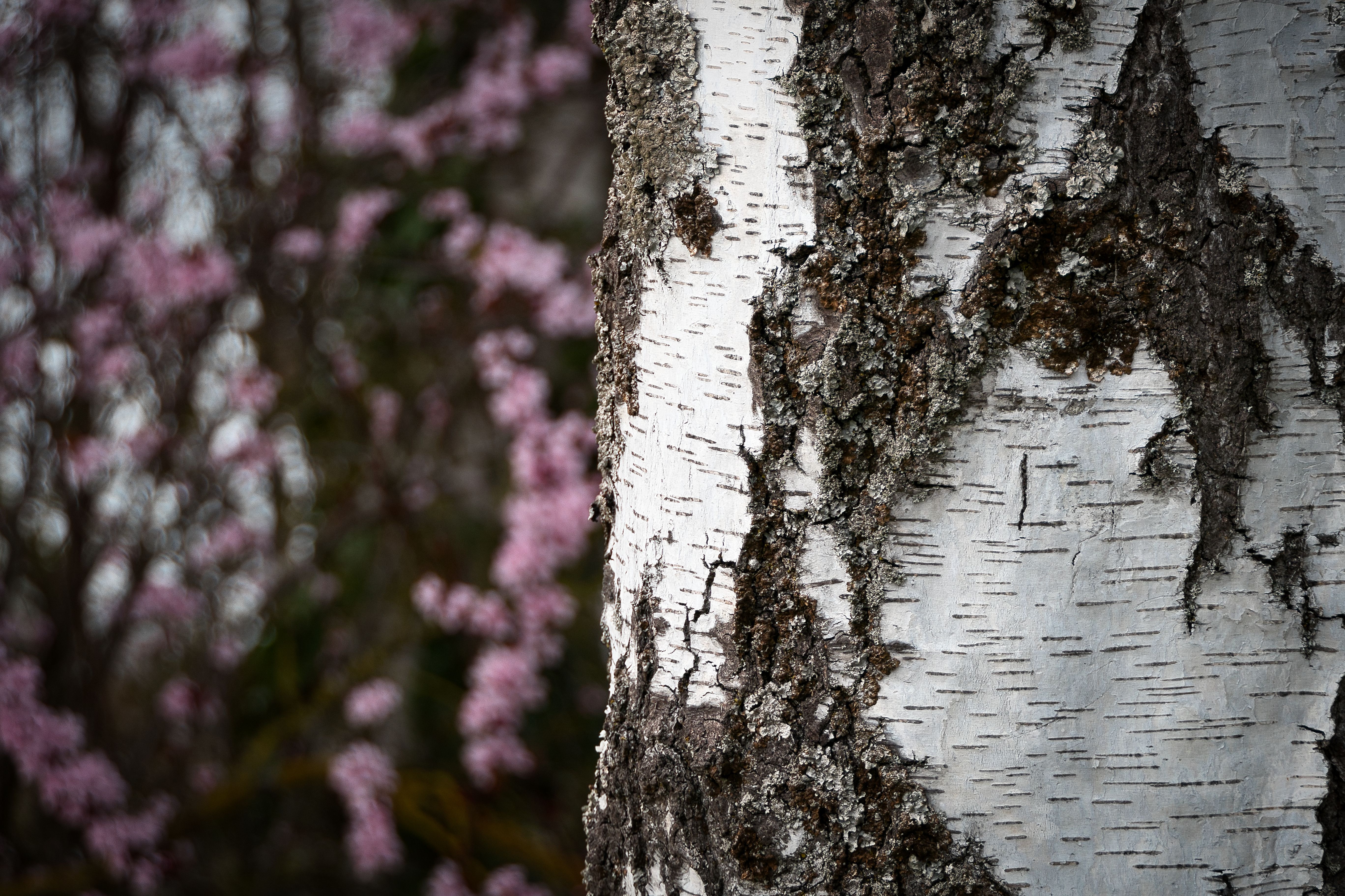 Close-up of Birch Tree Bark in Spring · Free Stock Photo