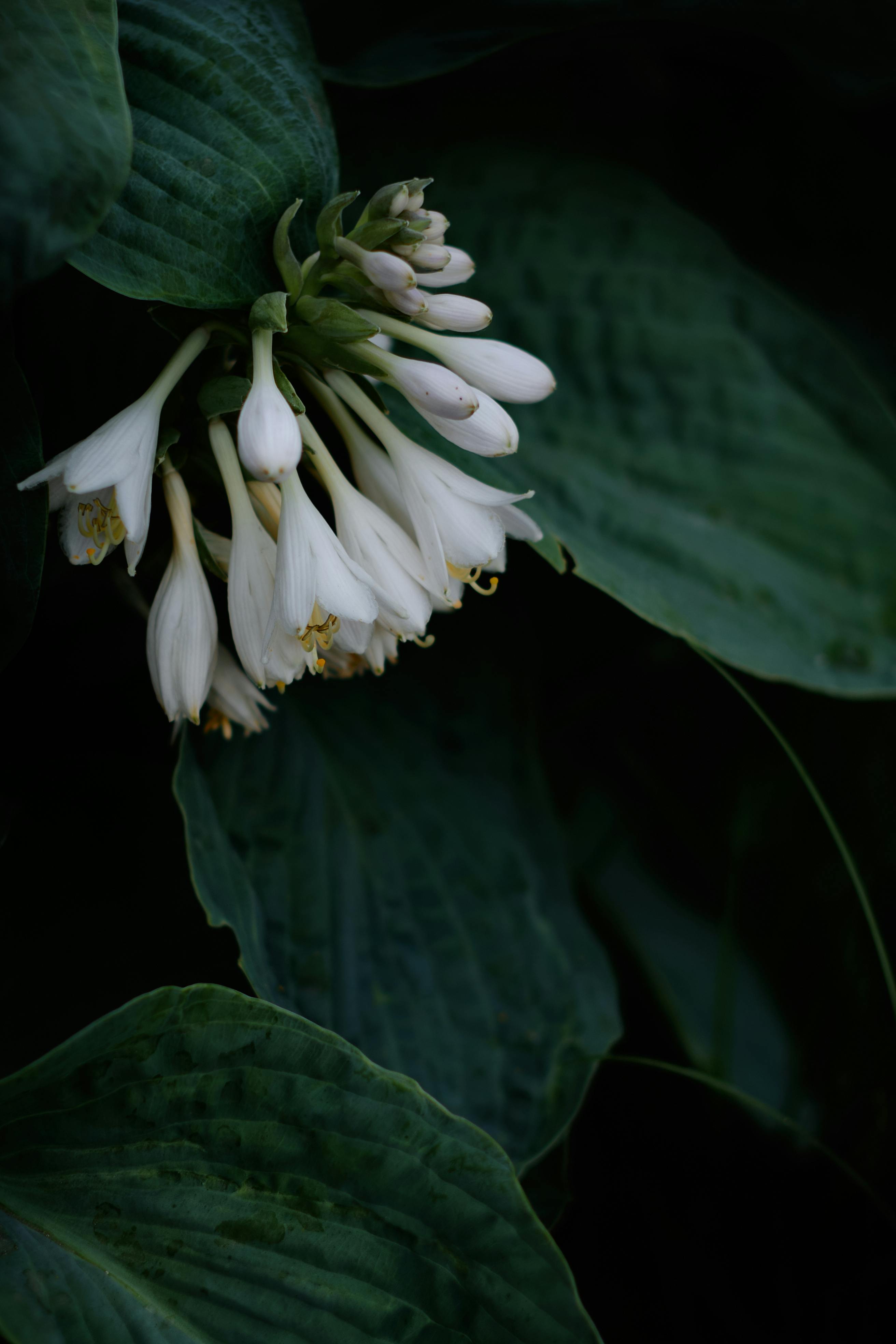 Hostas