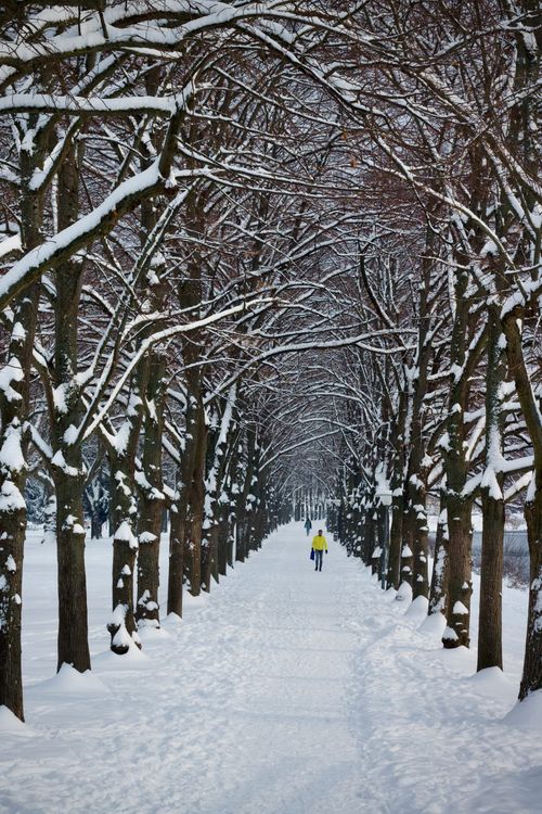 Free Person walks along snowy tree-lined path in winter wonderland scene. Stock Photo