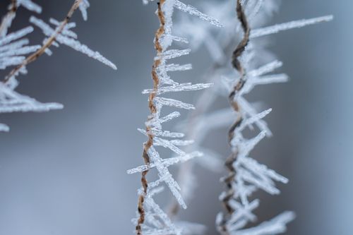 Free Macro photograph of frosty details on branches during winter, emphasizing natural textures. Stock Photo