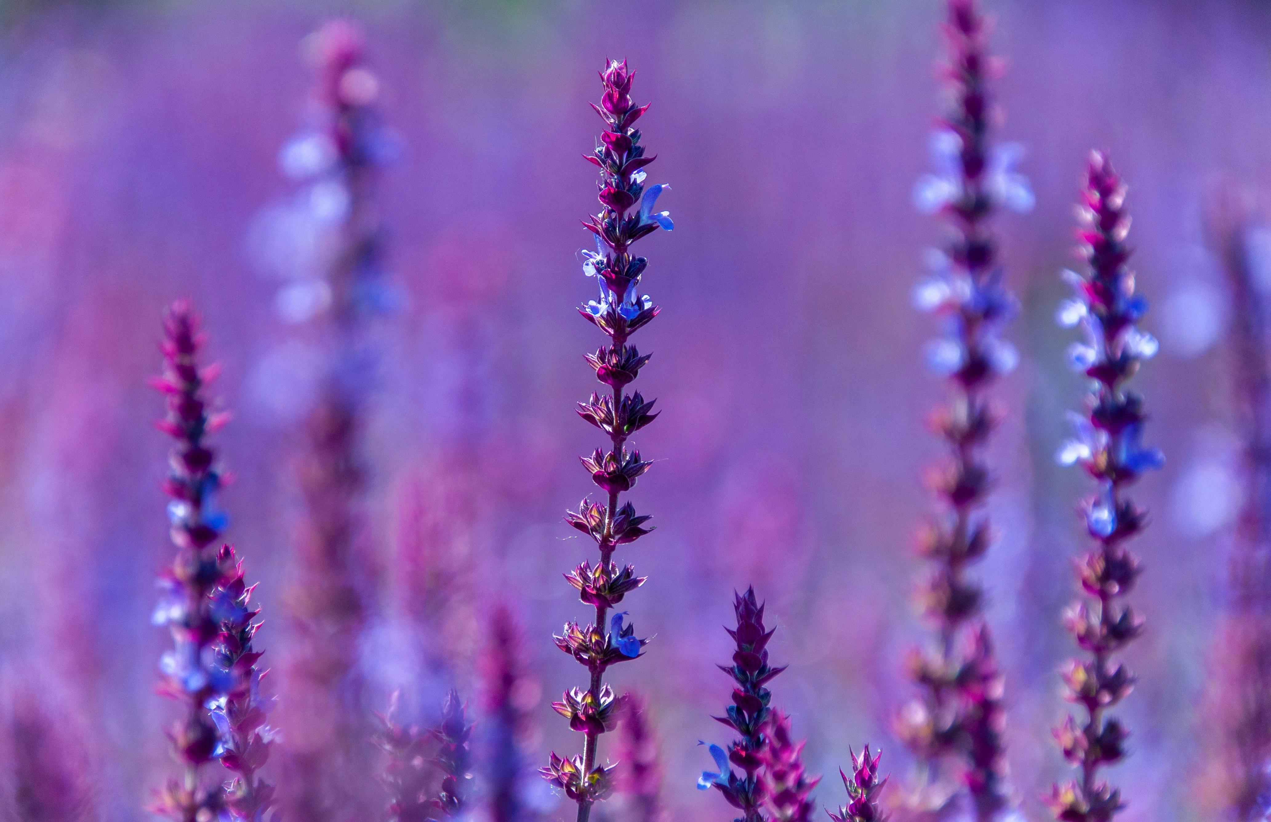 Close-up of vibrant purple lavender flowers in full bloom during daylight.