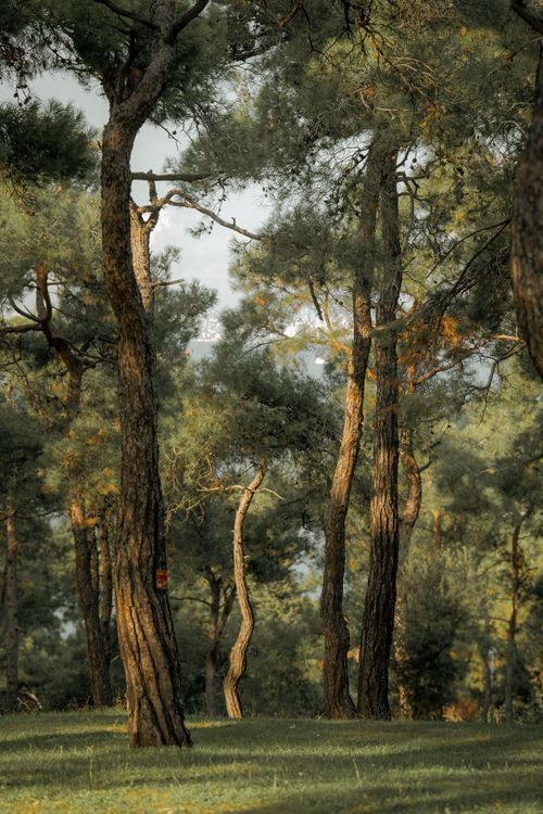 Free Beautiful pine forest landscape captured during golden hour with soft sunlight filtering through the trees. Stock Photo