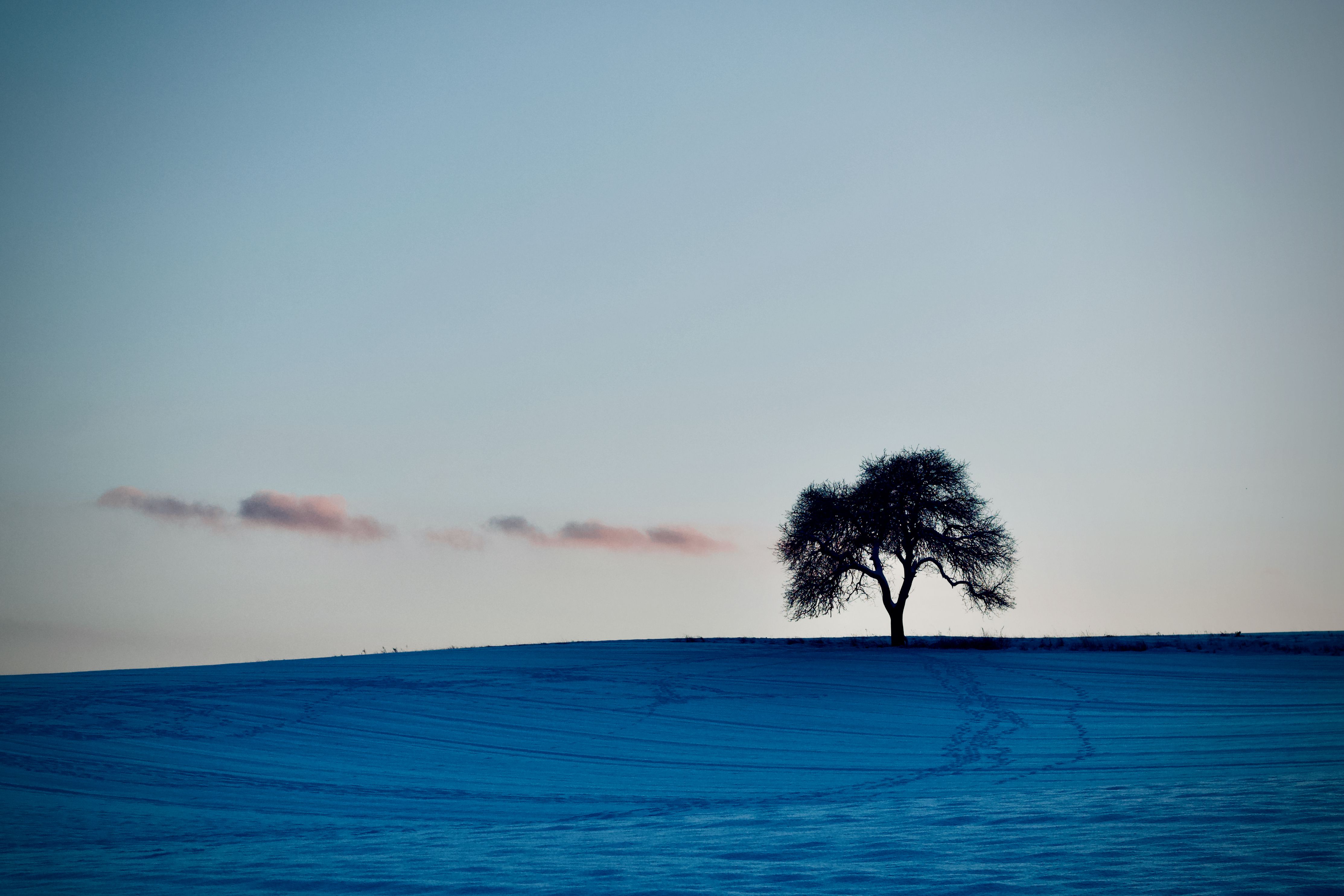 an lonely tree stand in the hill signaling the feelings of loneliness of high-functioning depression