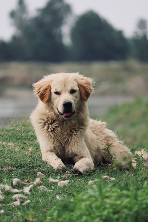 Free A majestic Golden Retriever relaxing in a lush green outdoor setting, epitomizing tranquility and charm. Stock Photo