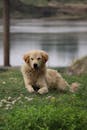Golden Retriever Relaxing by a Tranquil Lake