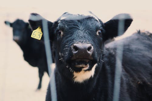 Black Cow With Yellow and White Tag on Head