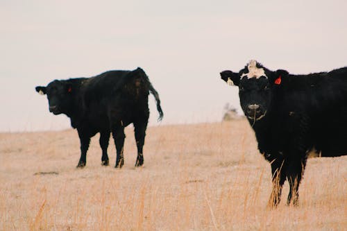 Free stock photo of cow, field Stock Photo