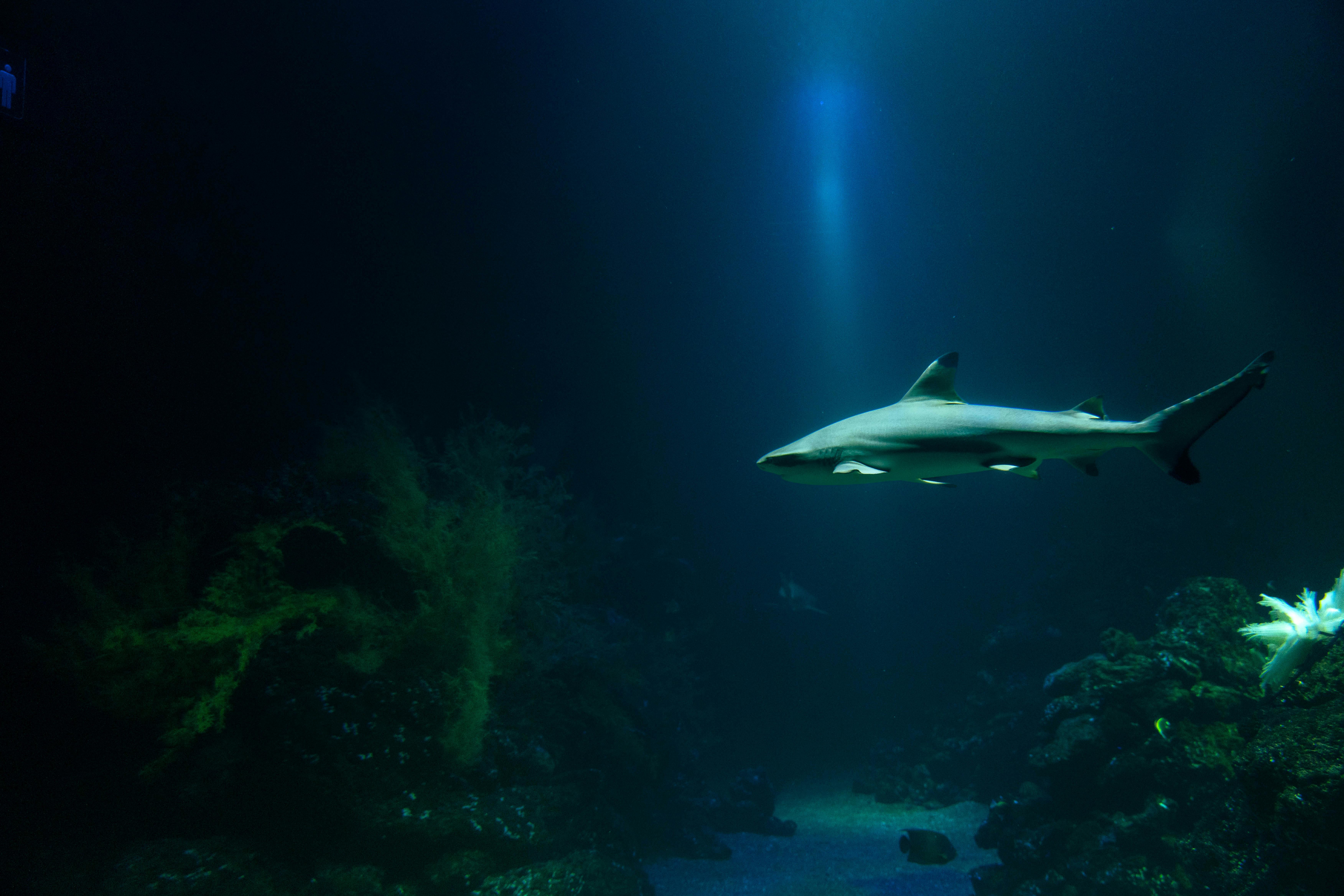 A lone shark swims gracefully through the shadows of a dimly lit aquarium exhibit.