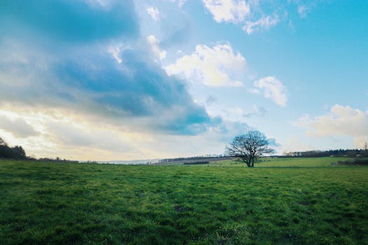 A tranquil landscape featuring a lone tree in a green field under a vibrant sky.