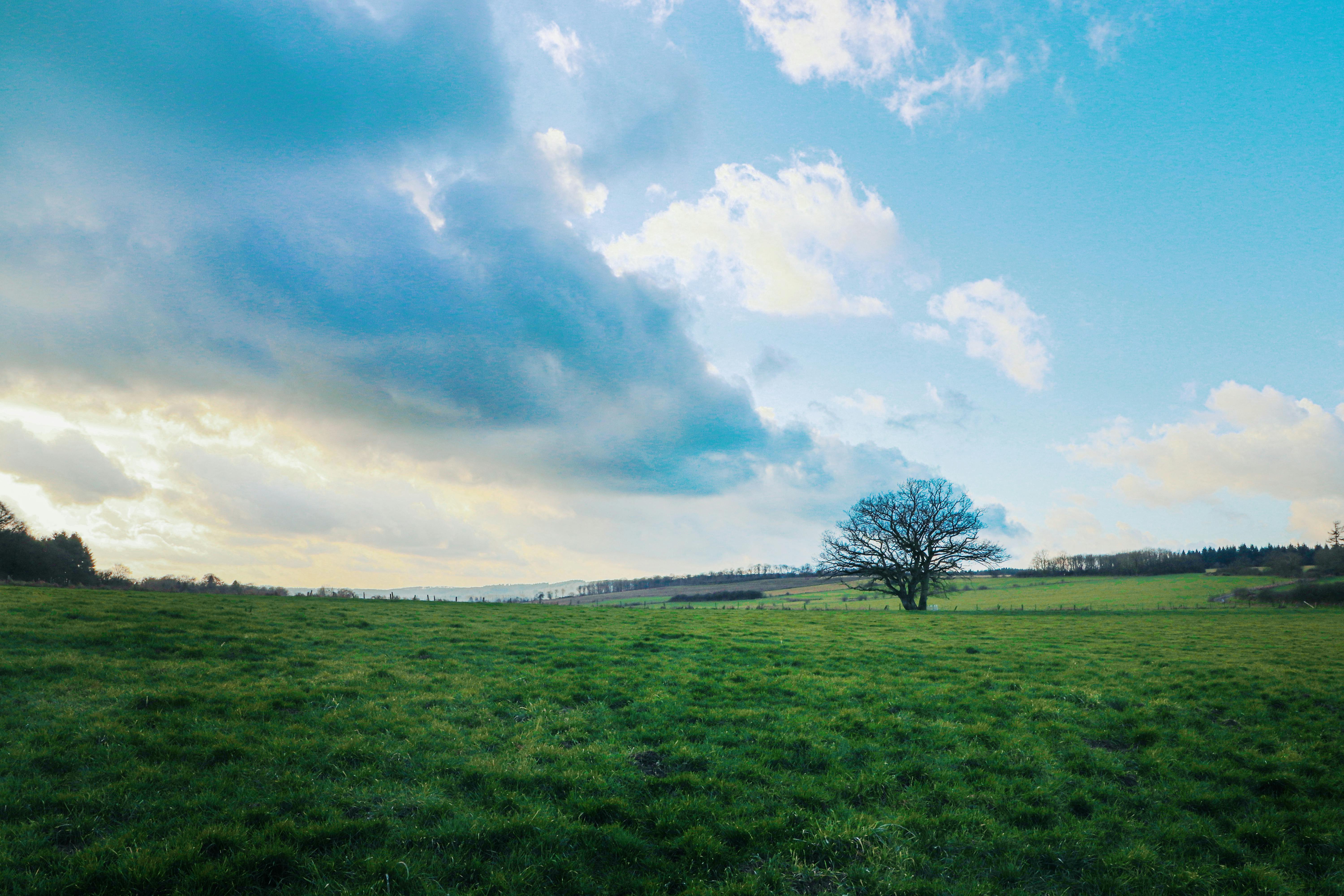 Leafless Tree On Green Grass Field Under White Clouds And Blue Sky