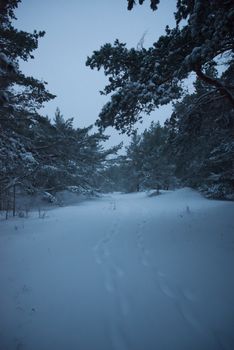 Tranquil winter forest trail covered in fresh snow, ideal for a peaceful walk.