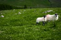 Sheep and lamb wander in a green Irish meadow in County Tipperary.