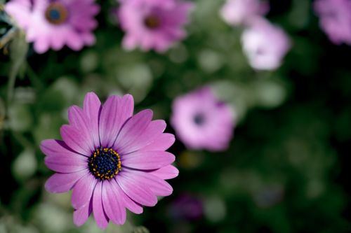 Free Close-up of a vibrant purple Osteospermum flower in a garden, perfect for spring or summer designs. Stock Photo