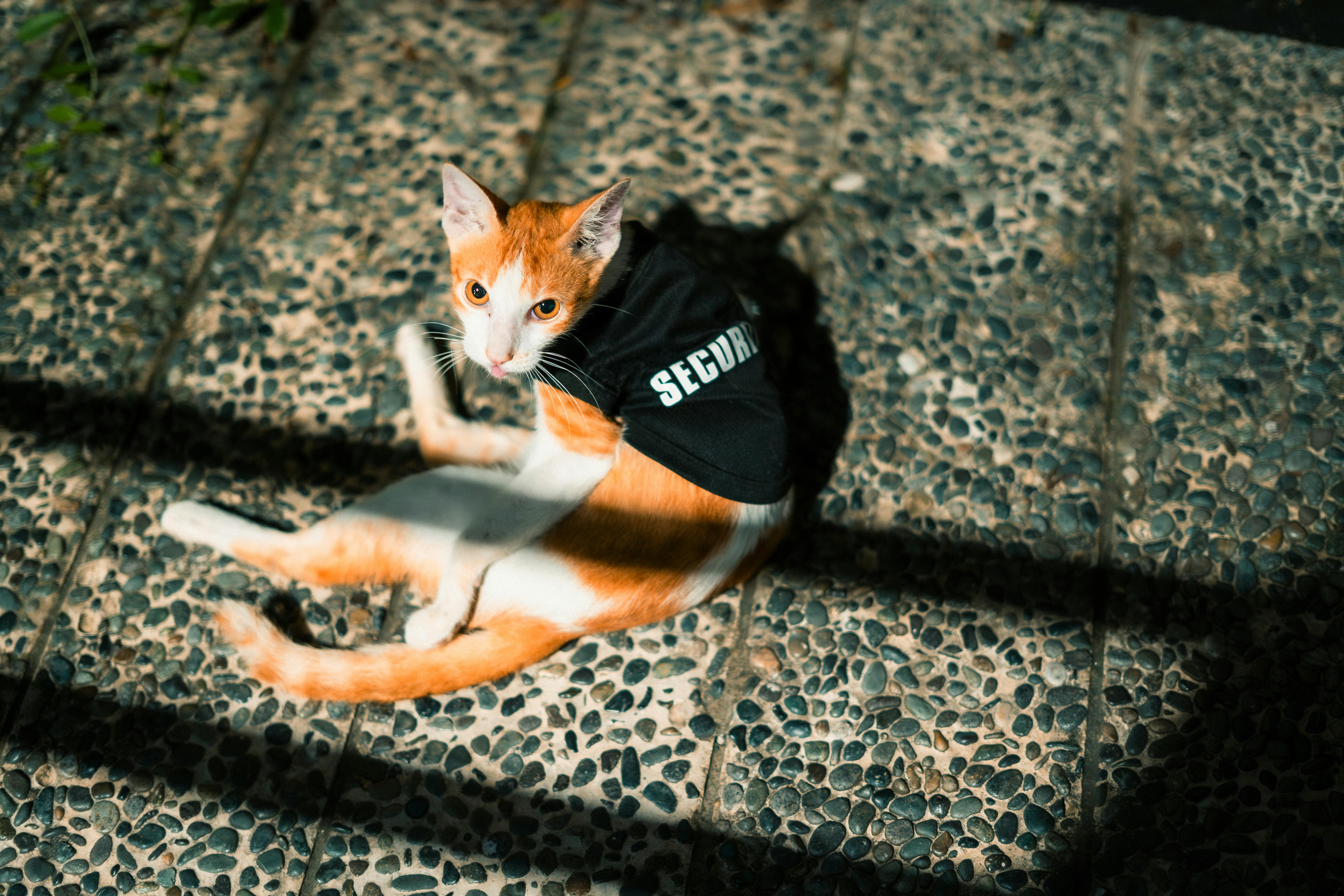 Gratis Un gatto arancione e bianco con indosso un giubbotto di sicurezza è seduto su una piastrella all'aperto, esposto alla luce del sole. Foto a disposizione