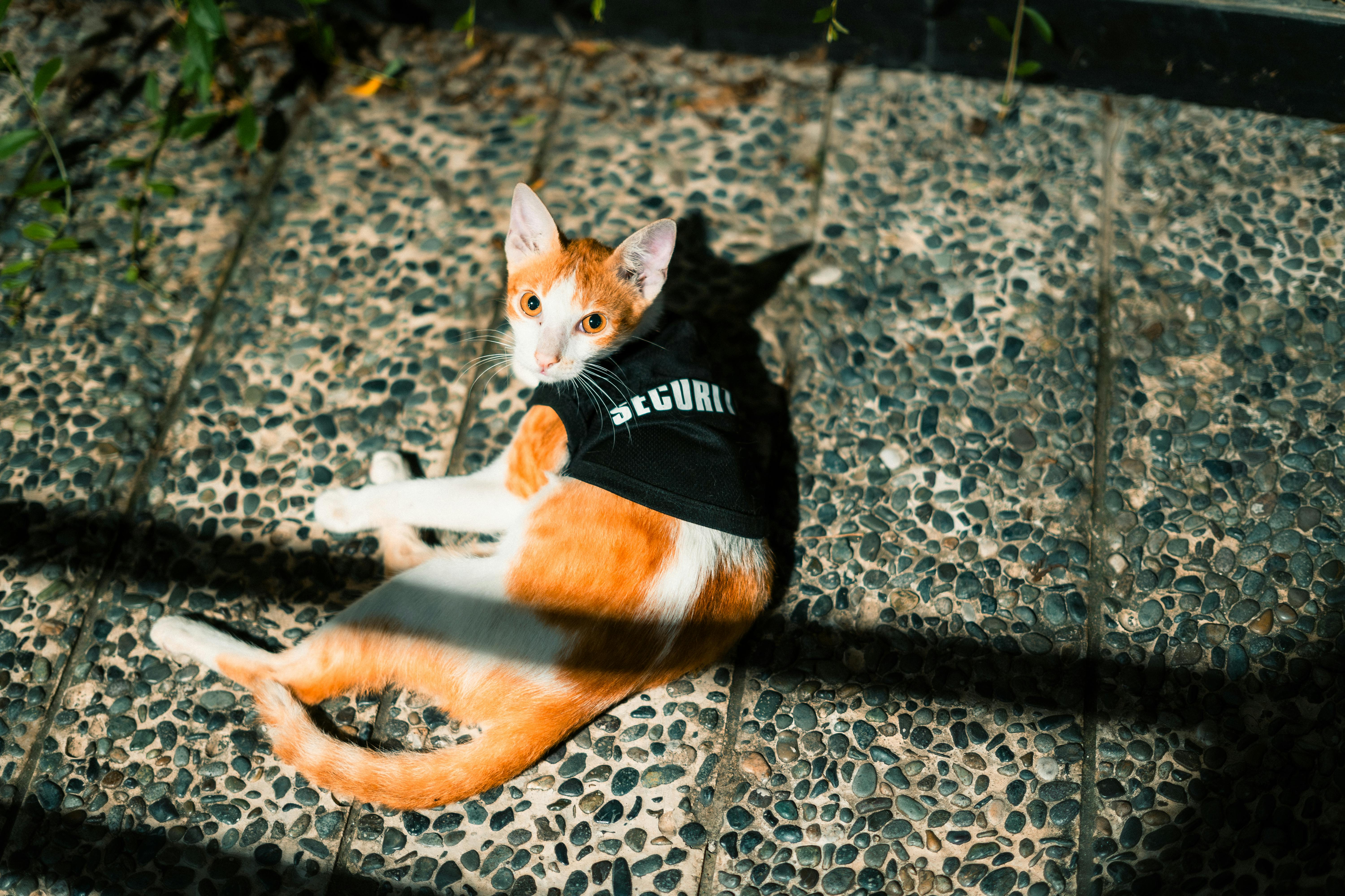 pet technology pet refine technology — Photo by Leonard Richards on Pexels