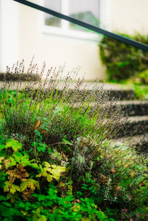 Free Vibrant garden foliage near stone steps and railing in Stuttgart, offering a scenic outdoor view. Stock Photo