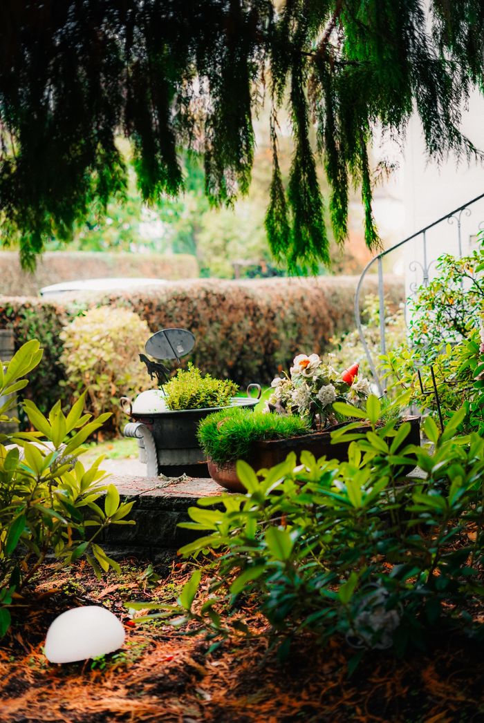 Lush tranquil garden