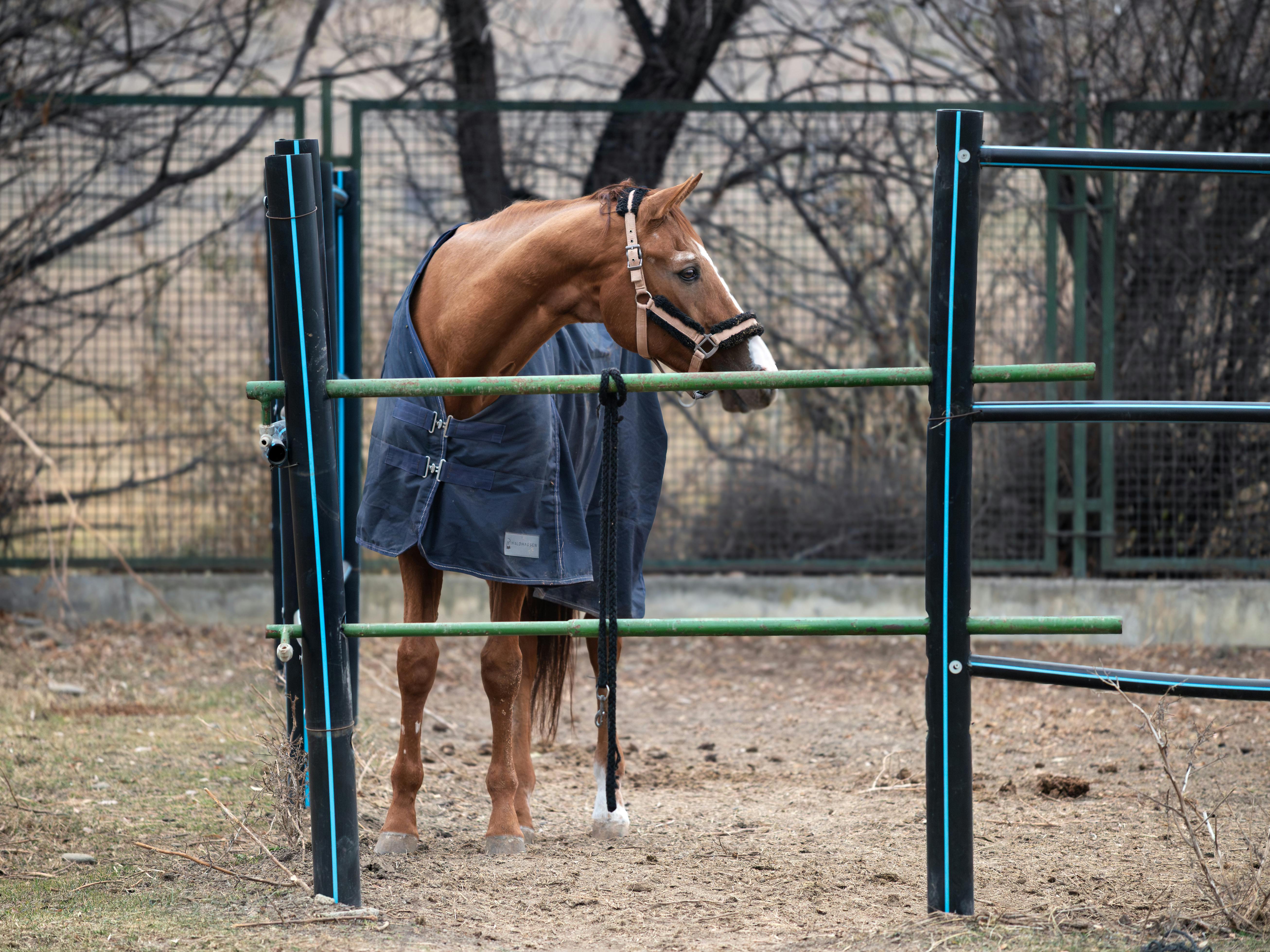 A chestnut horse wearing a blanket stands in an outdoor paddock against a wintery backdrop.