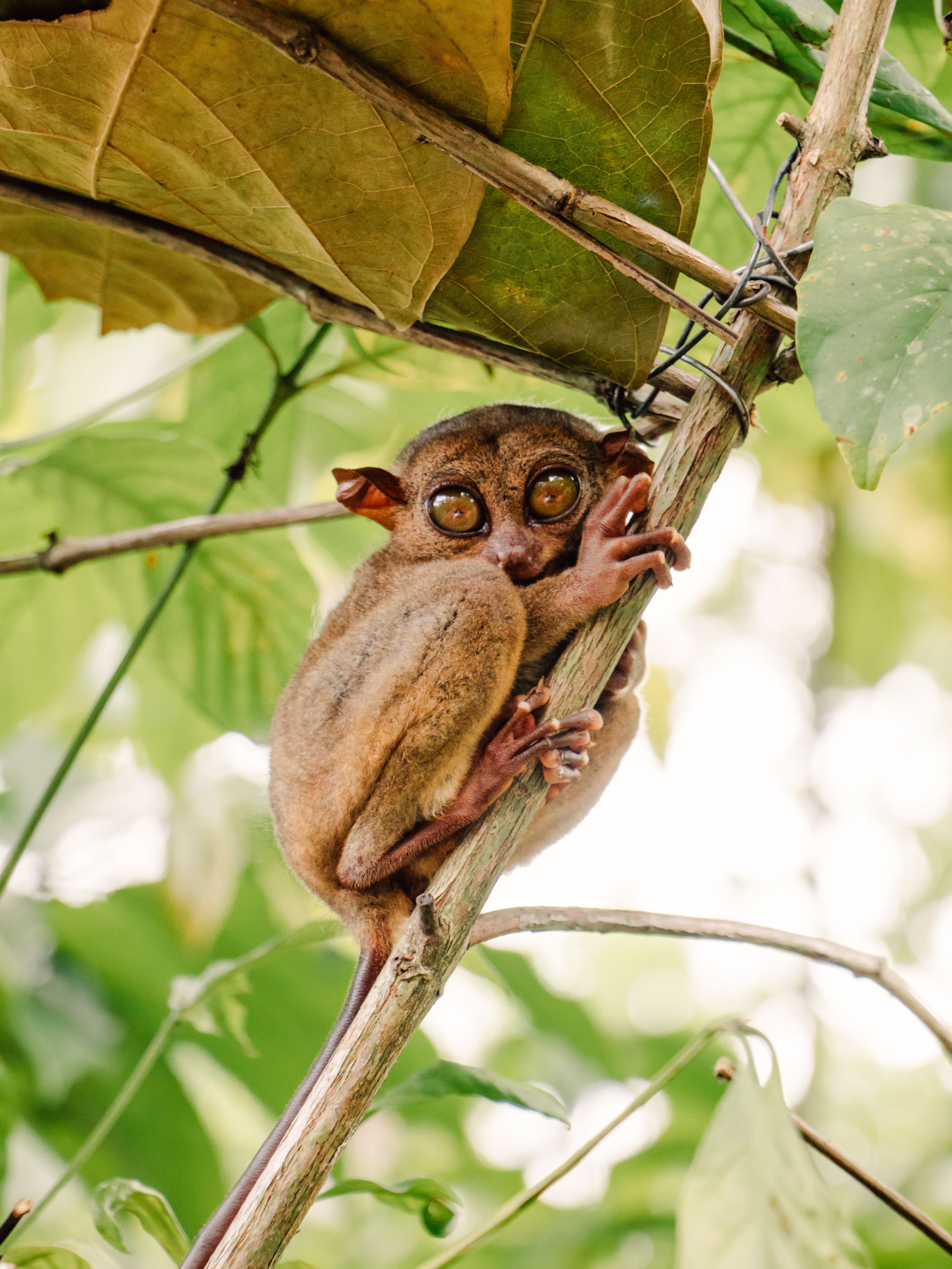 Captivating Philippine Tarsier in Natural Habitat · Free Stock Photo
