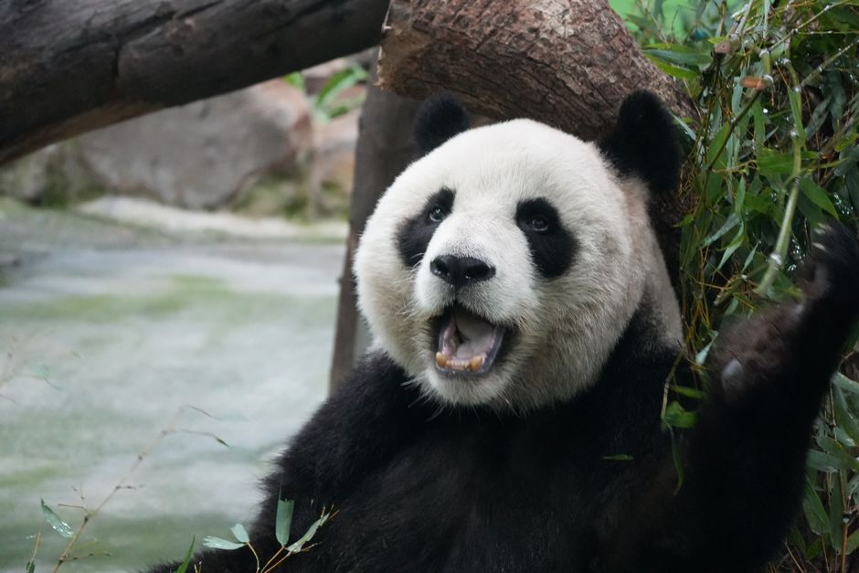 China Moves Pandas in Soft-Power Theater