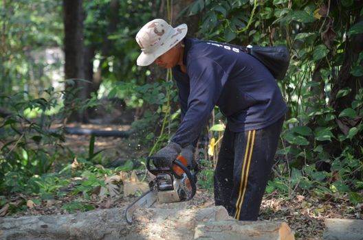 Adult male skillfully using a chainsaw in a forest. Ideal image for forestry and outdoor work themes.