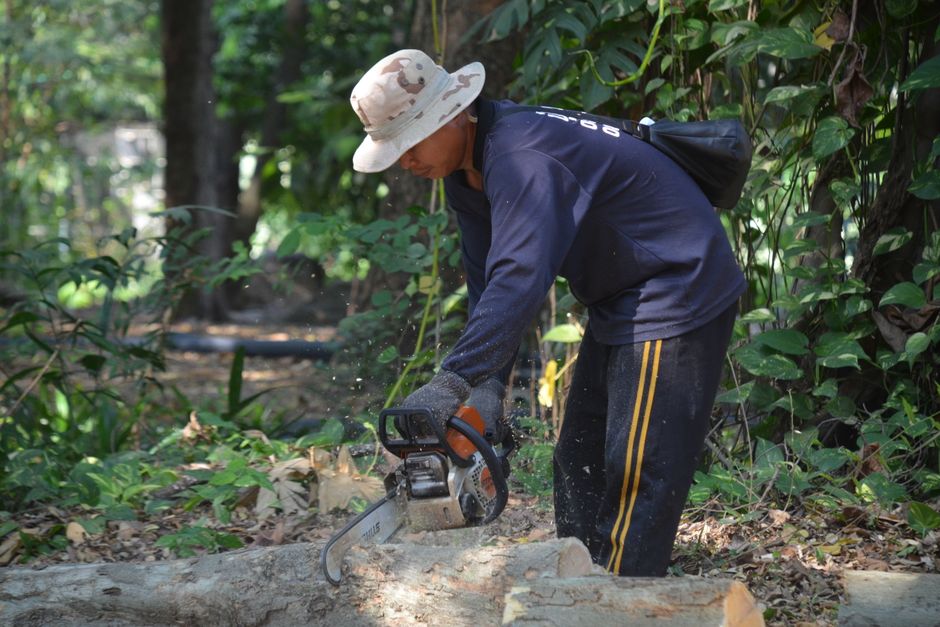 Professional worker using a chainsaw in a forest during pruning tall trees work in Surrey BC