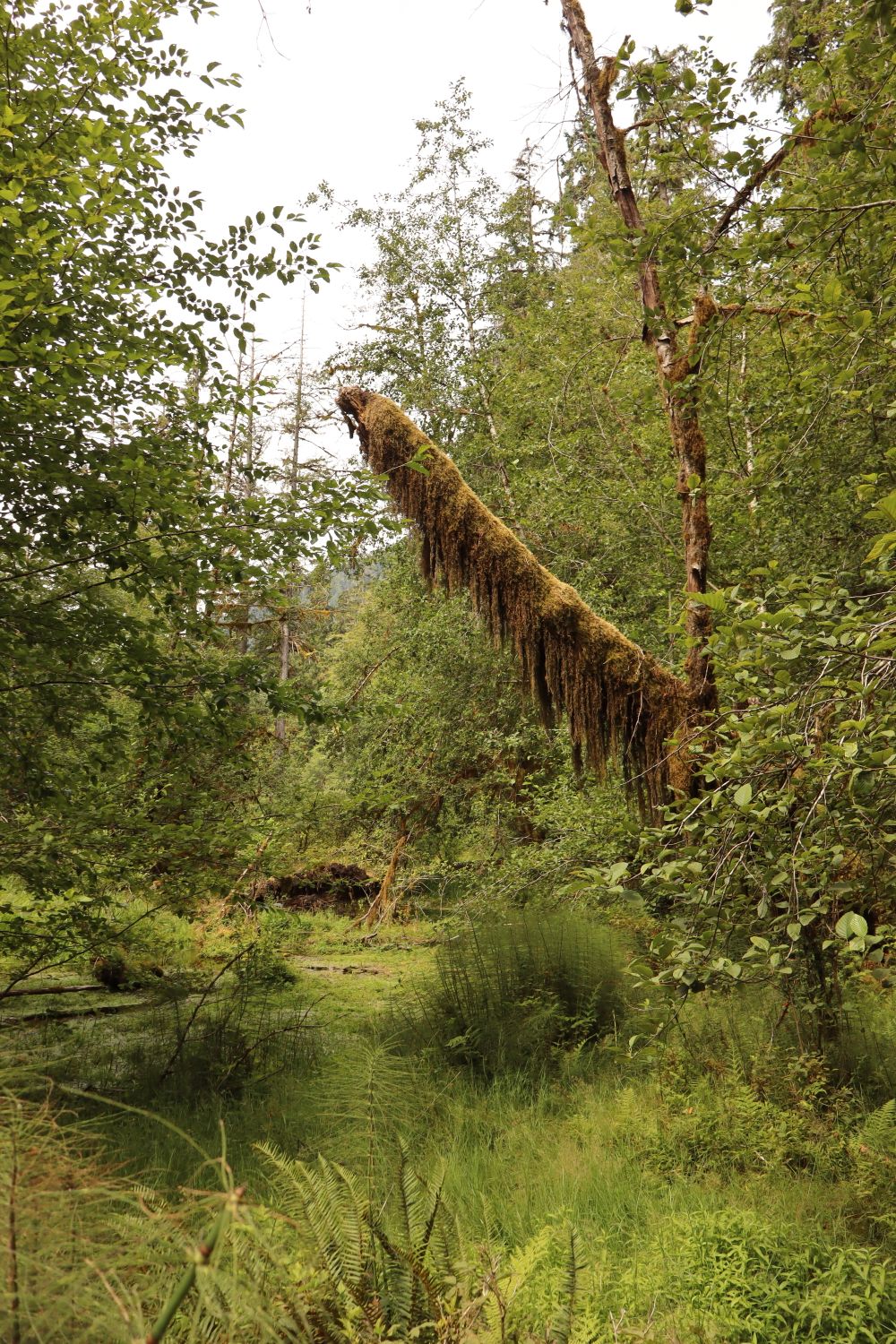 Lush Forest Landscape with Fallen Mossy Tree · Free Stock Photo