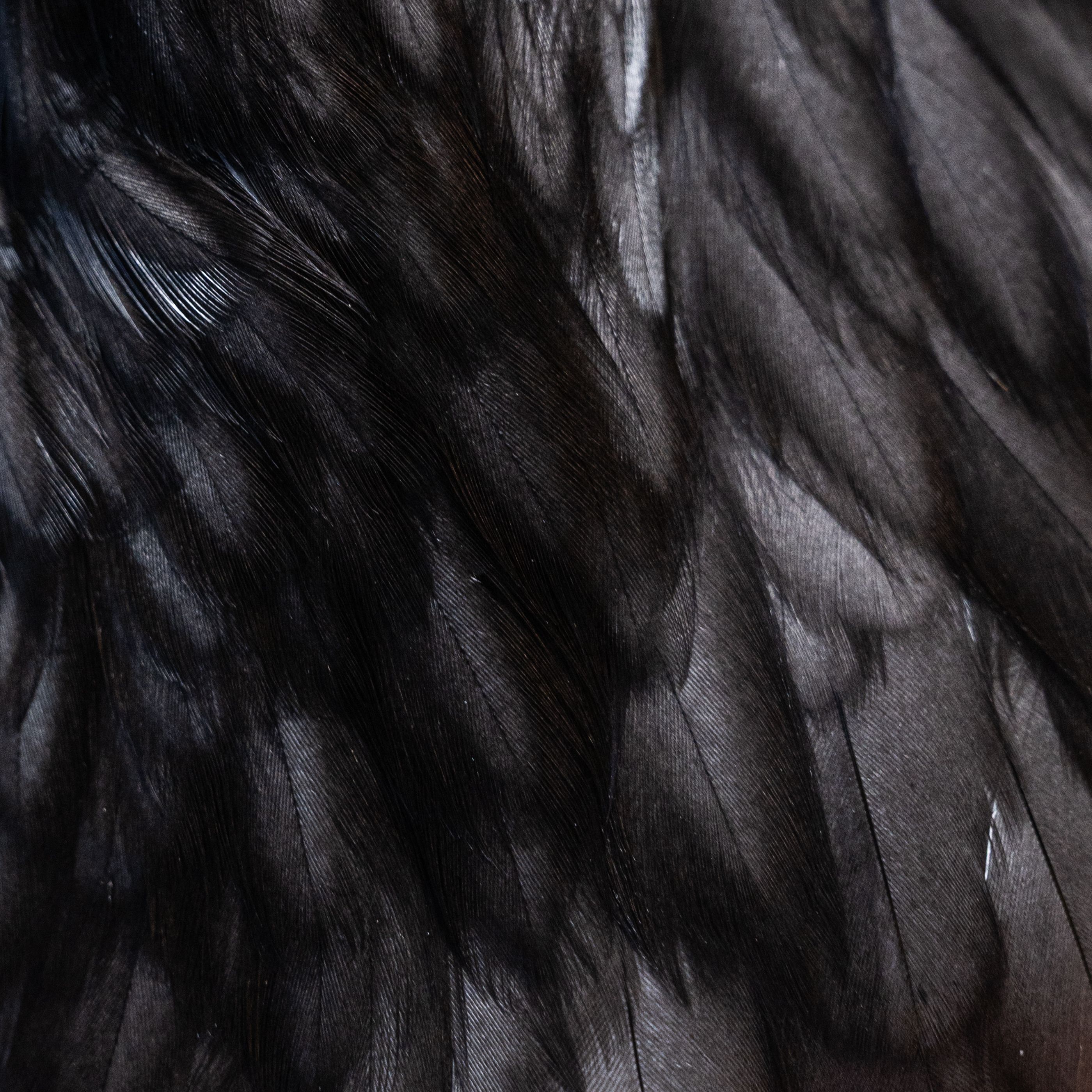 Detailed close-up of black bird feathers showcasing texture and pattern in soft natural light.