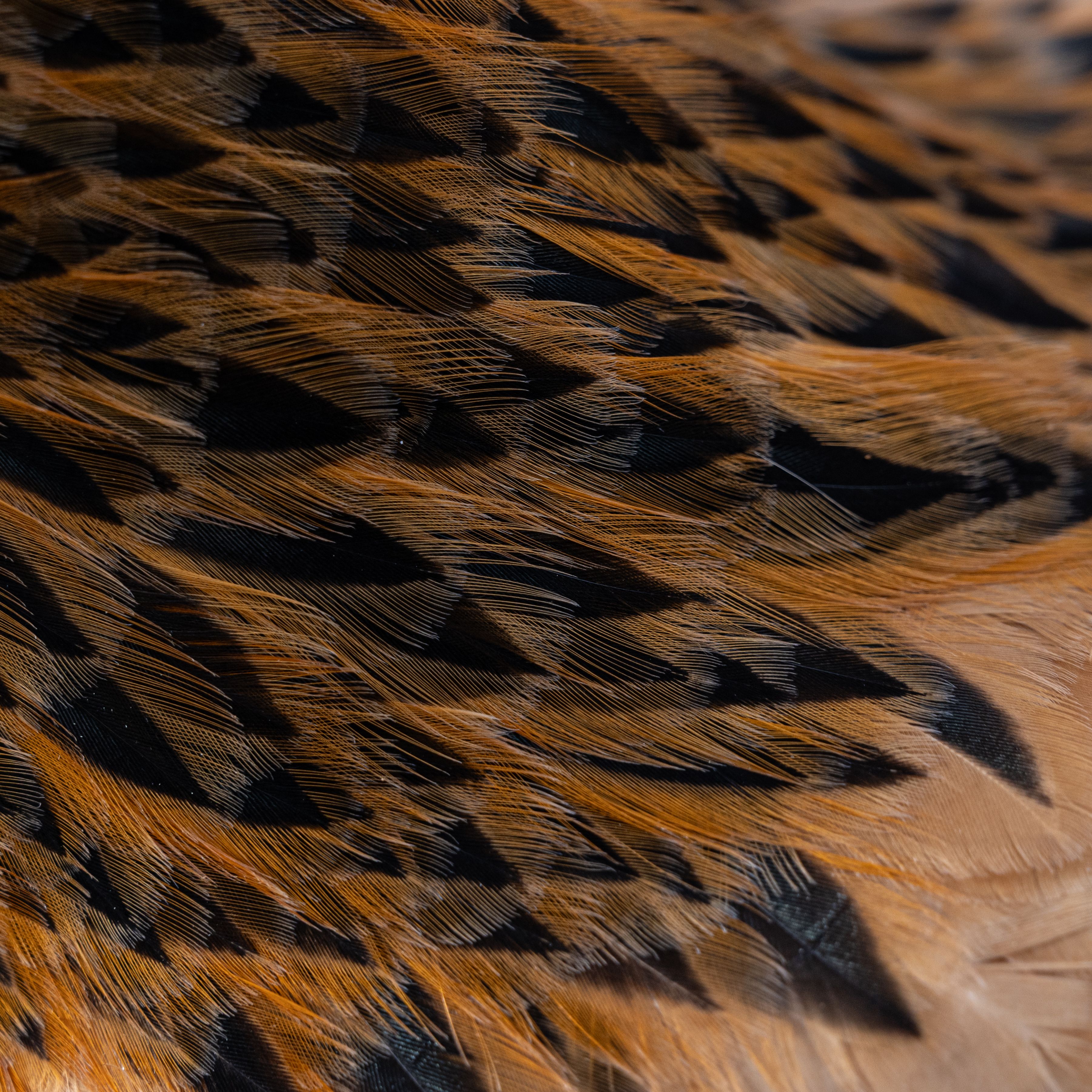 Close-up of Brown and Black Bird Feathers · Free Stock Photo