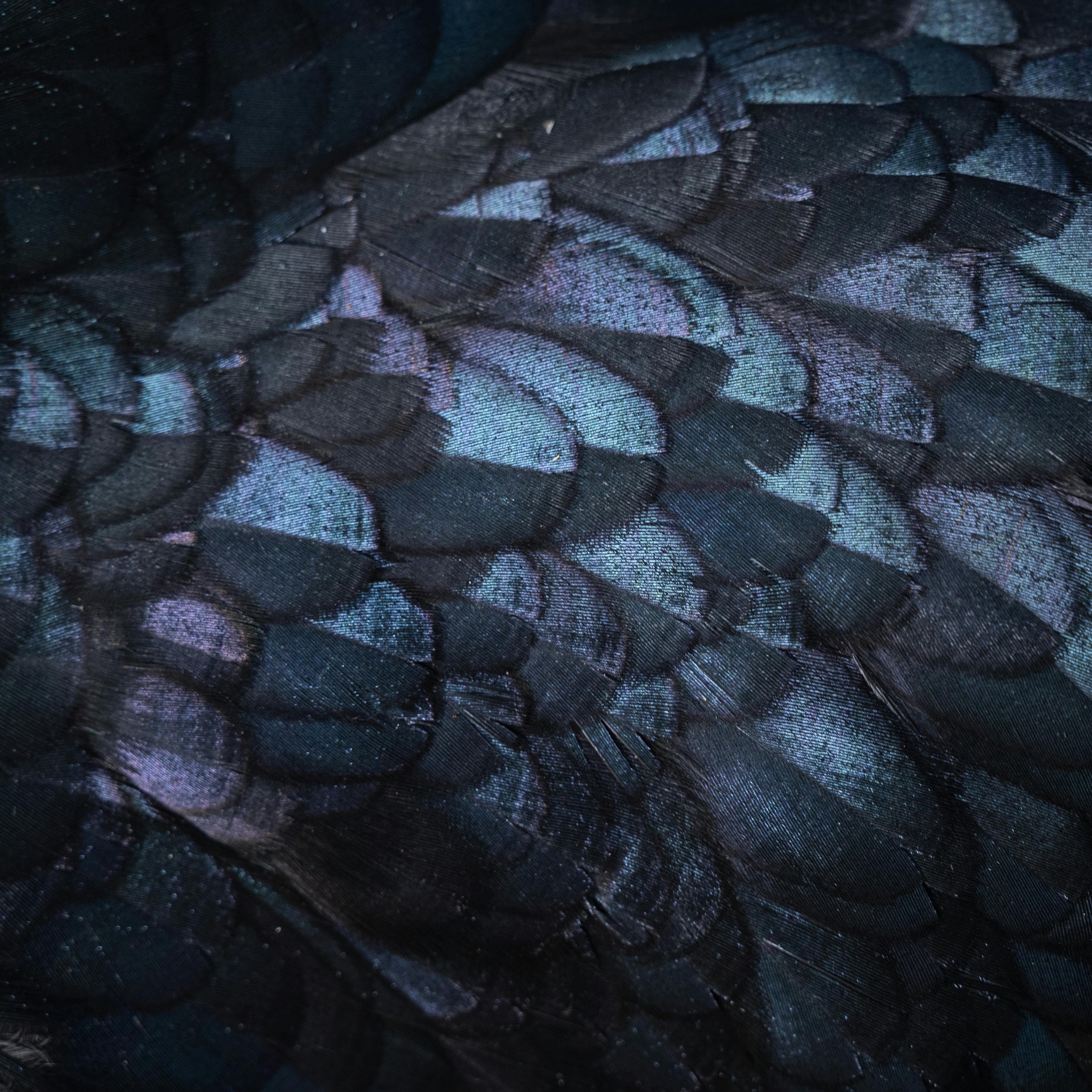 Detailed macro shot capturing the iridescent textures of bird feathers, showcasing intricate pattern and colors.