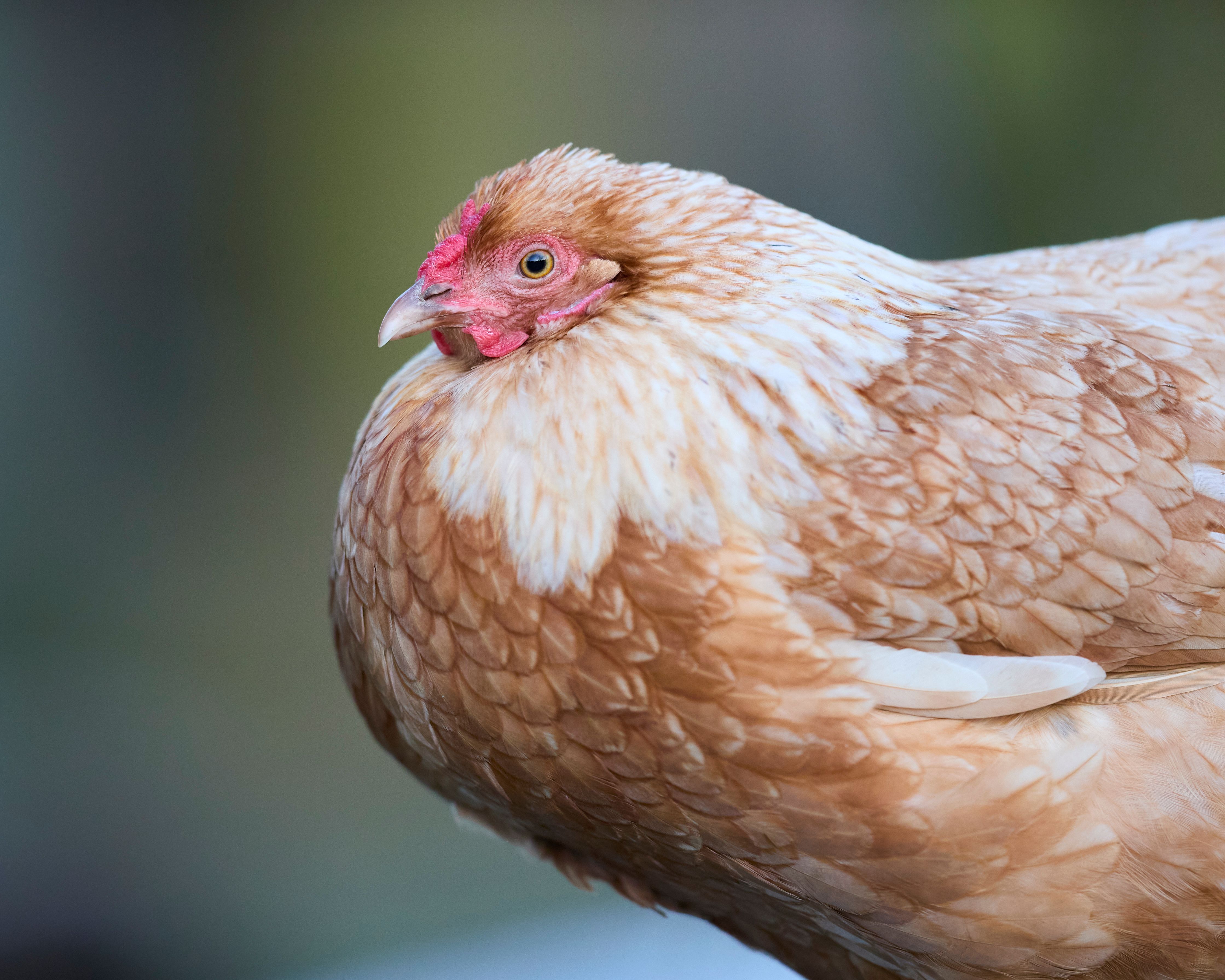 A detailed close-up of a brown hen with its distinct red comb, showcasing natural plumage in an outdoor setting.