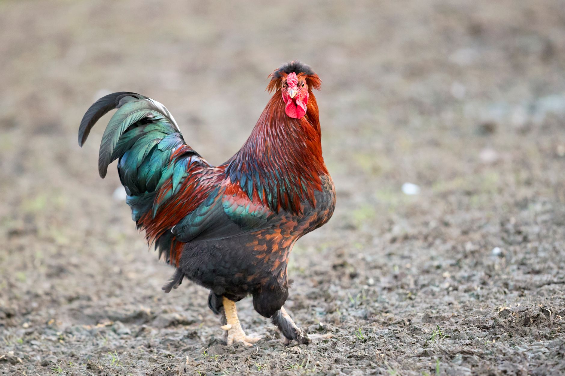 Close-up of a rooster’s natural spur beside a metal fighting spur on a preparation table