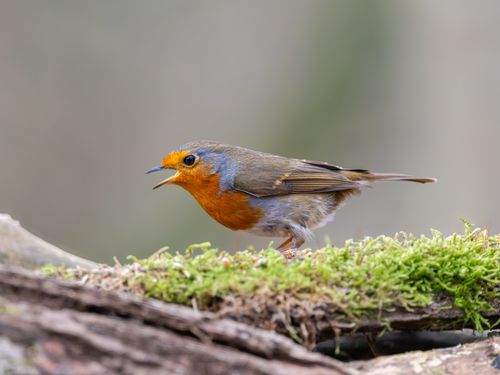 Free Close-up of a European robin perched on a mossy log outdoors, showcasing its vibrant plumage. Stock Photo