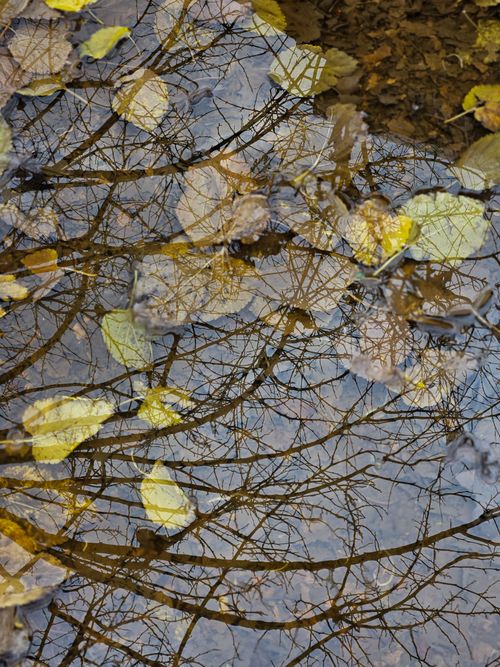 Free Reflection of bare branches and autumn leaves floating on water, capturing a serene fall mood. Stock Photo