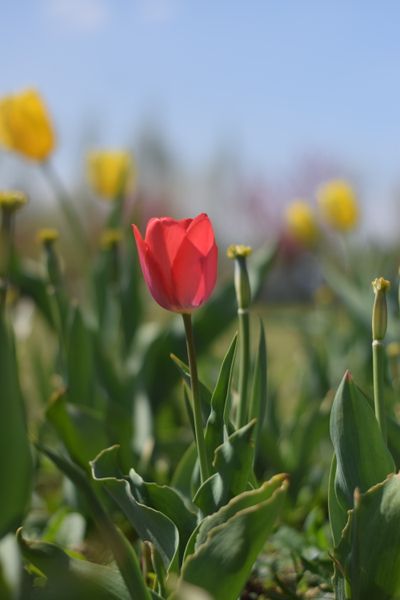 Tulip garden