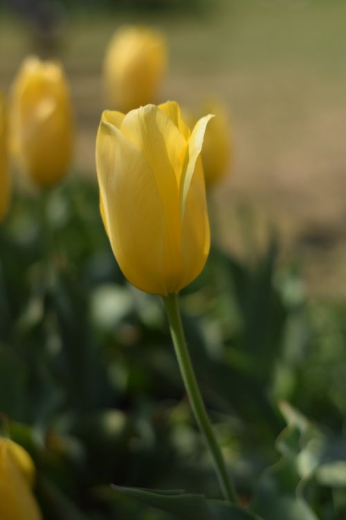 Free Close-up of a vibrant yellow tulip in a garden, capturing the beauty of spring in Srinagar. Stock Photo