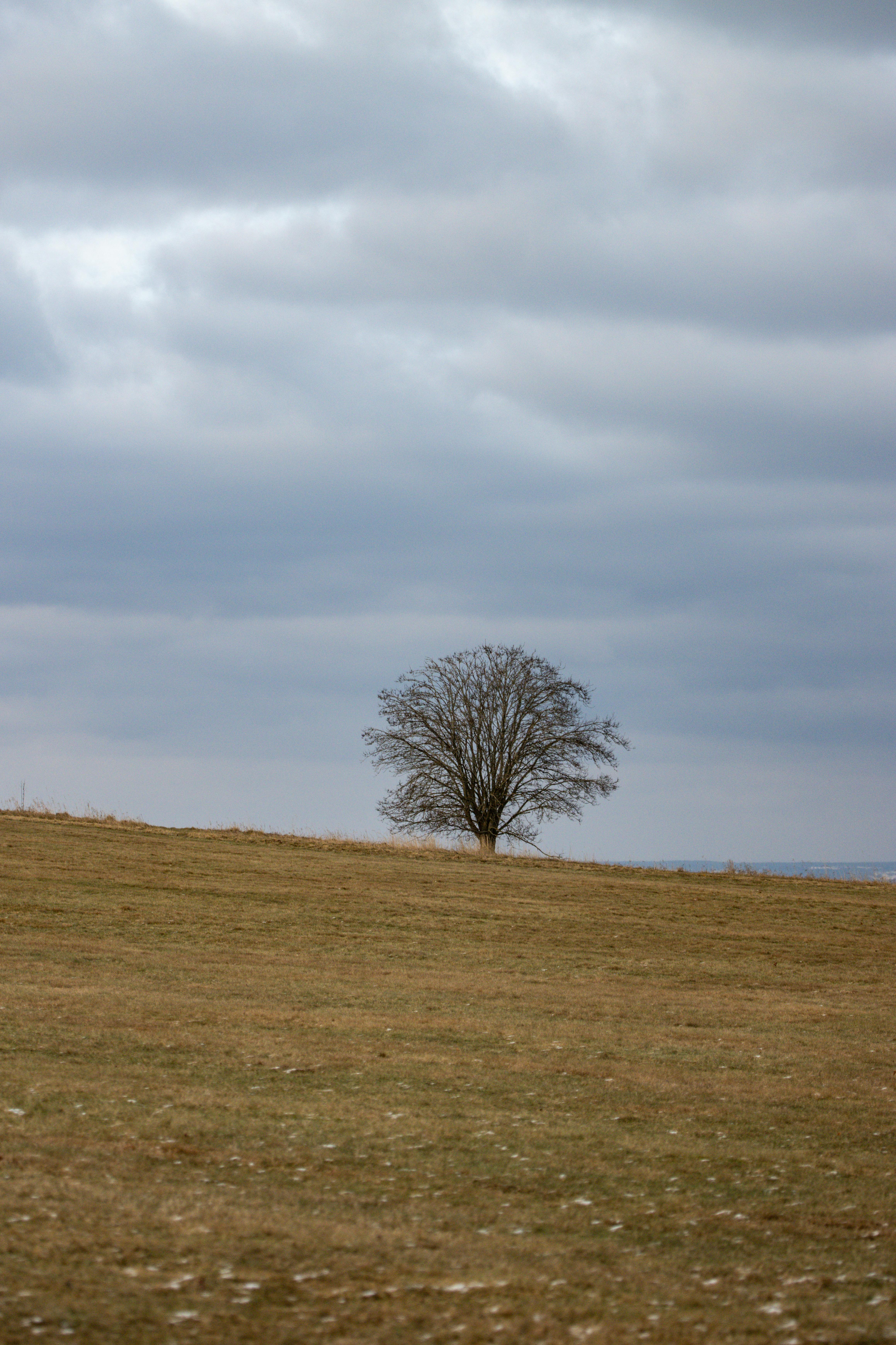 Gratis Un árbol solitario se encuentra en un vasto campo en Jönköping, Suecia, bajo un cielo nublado y melancólico. Foto de stock