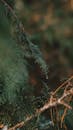 Close-up of Dewy Evergreen Branch in Nature