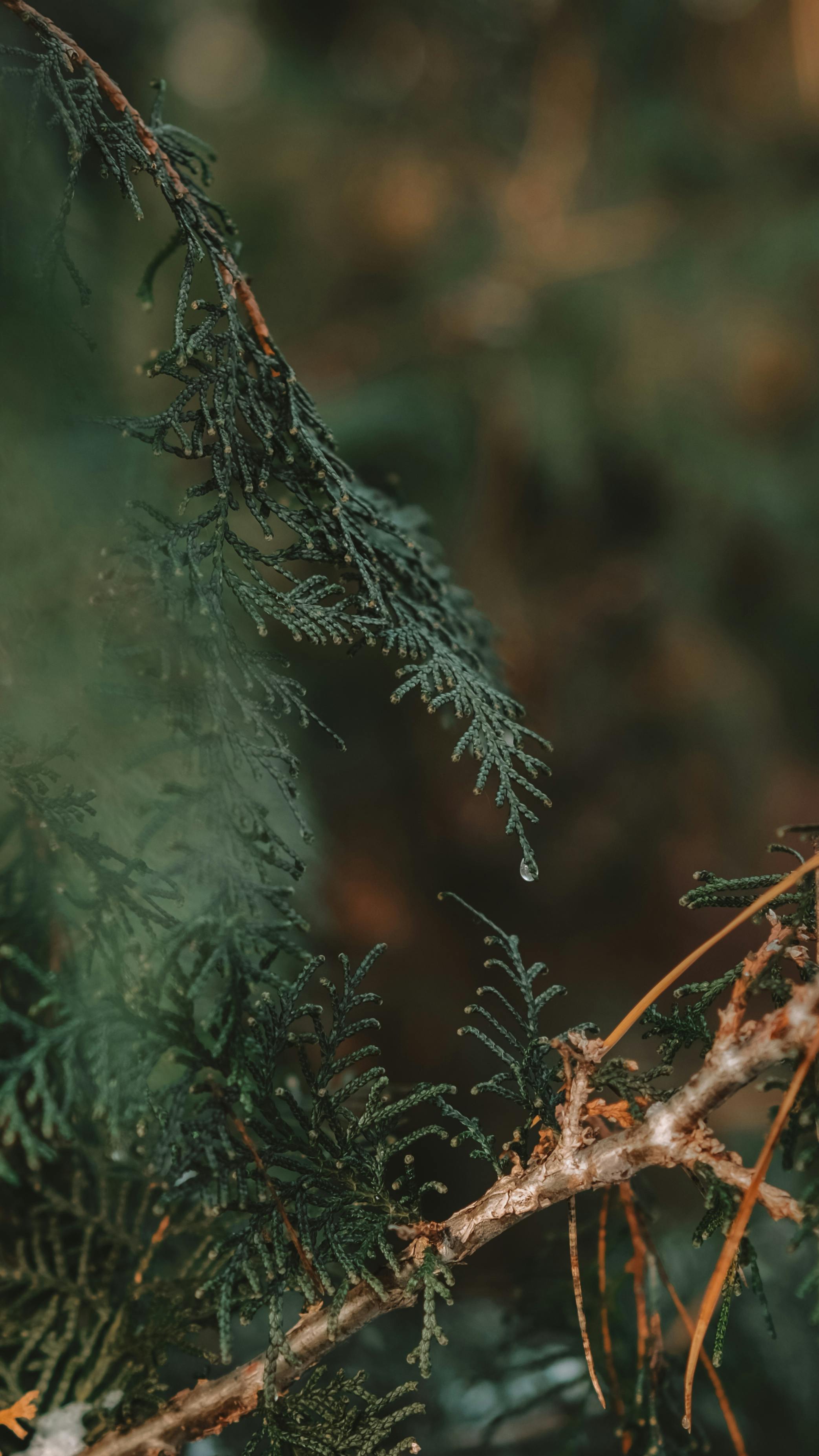 Free A detailed view of a dew-covered evergreen branch in a natural setting, capturing the essence of tranquility. Stock Photo