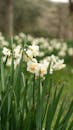 Serene Field of Blooming White Daffodils