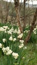 Blooming Daffodils in a Tranquil Woodland