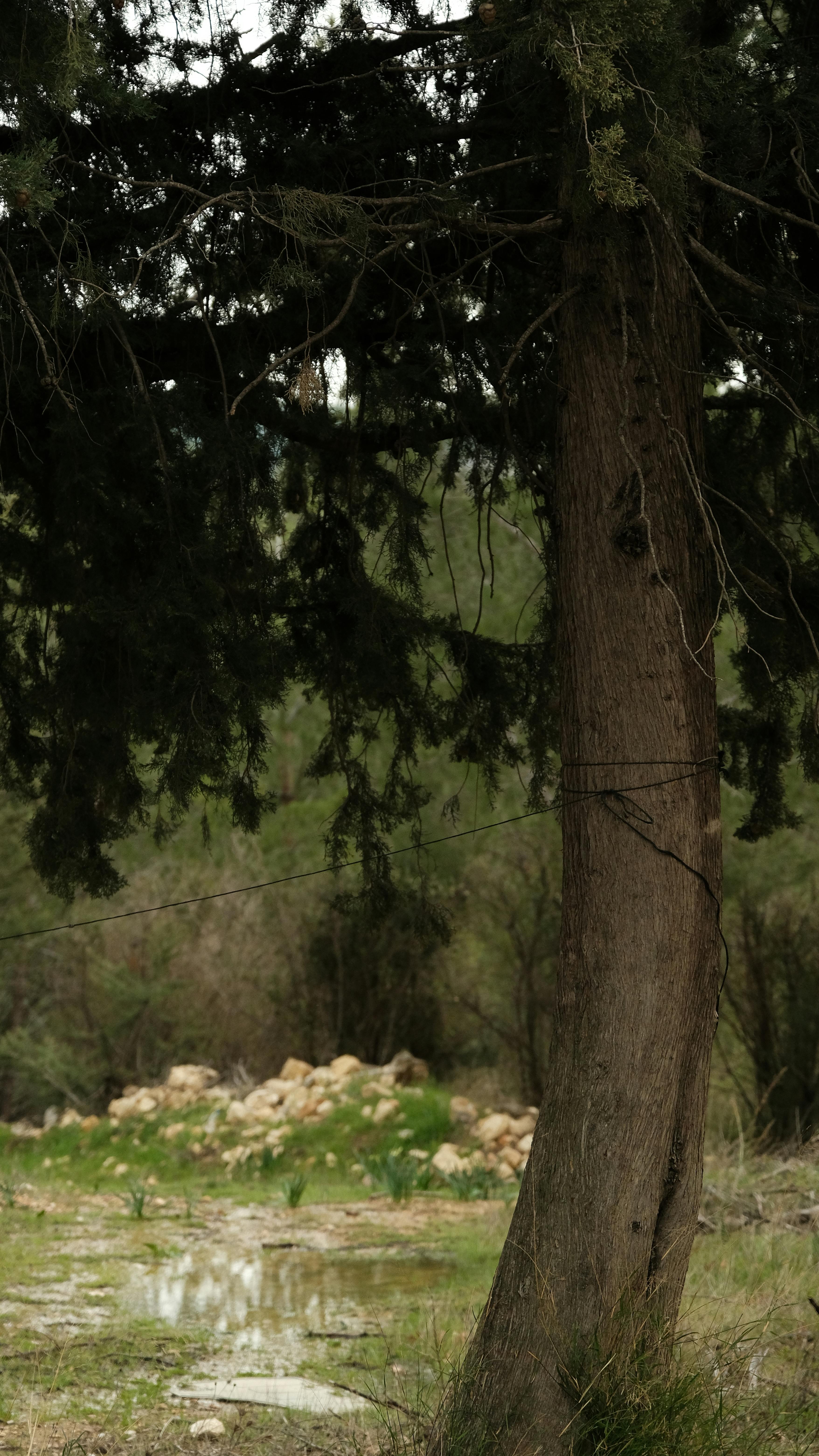 De franc Paisatge forestal serè amb un pi alt amb una vegetació exuberant a la primavera. Foto d'estoc