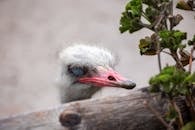 Closeup of Ostrich Head with Foliage in Cape Town