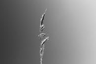 Minimalist Black and White Close-up of Grass