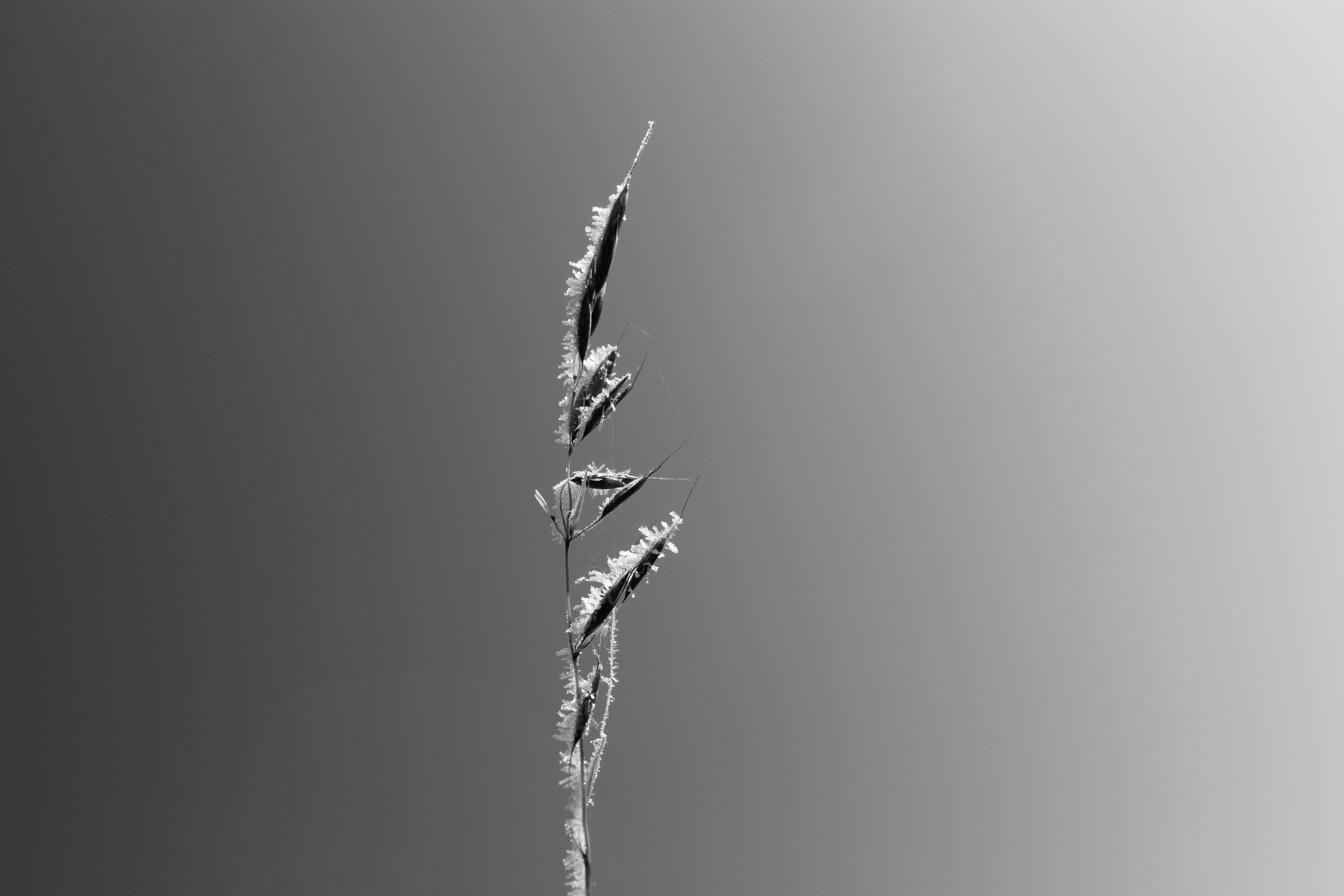 grátis Elegante close-up em preto e branco de um talo de grama com gotas de orvalho, exibindo uma beleza minimalista. Foto profissional