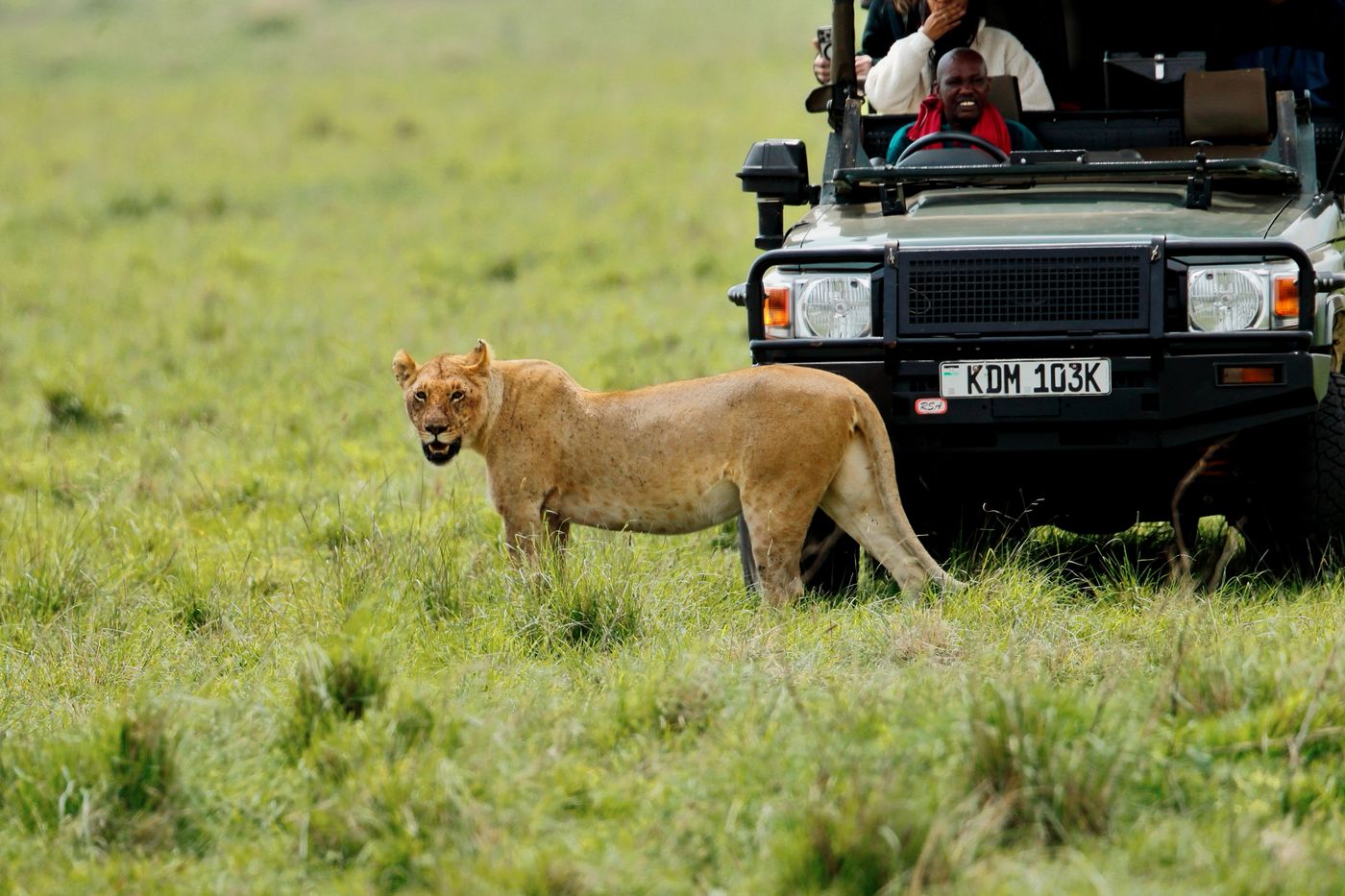 A lioness standing beside an open safari vehicle on the grassland of the Maasai Mara, Narok County, Kenya