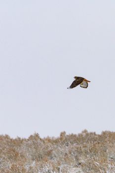 eagle photo
