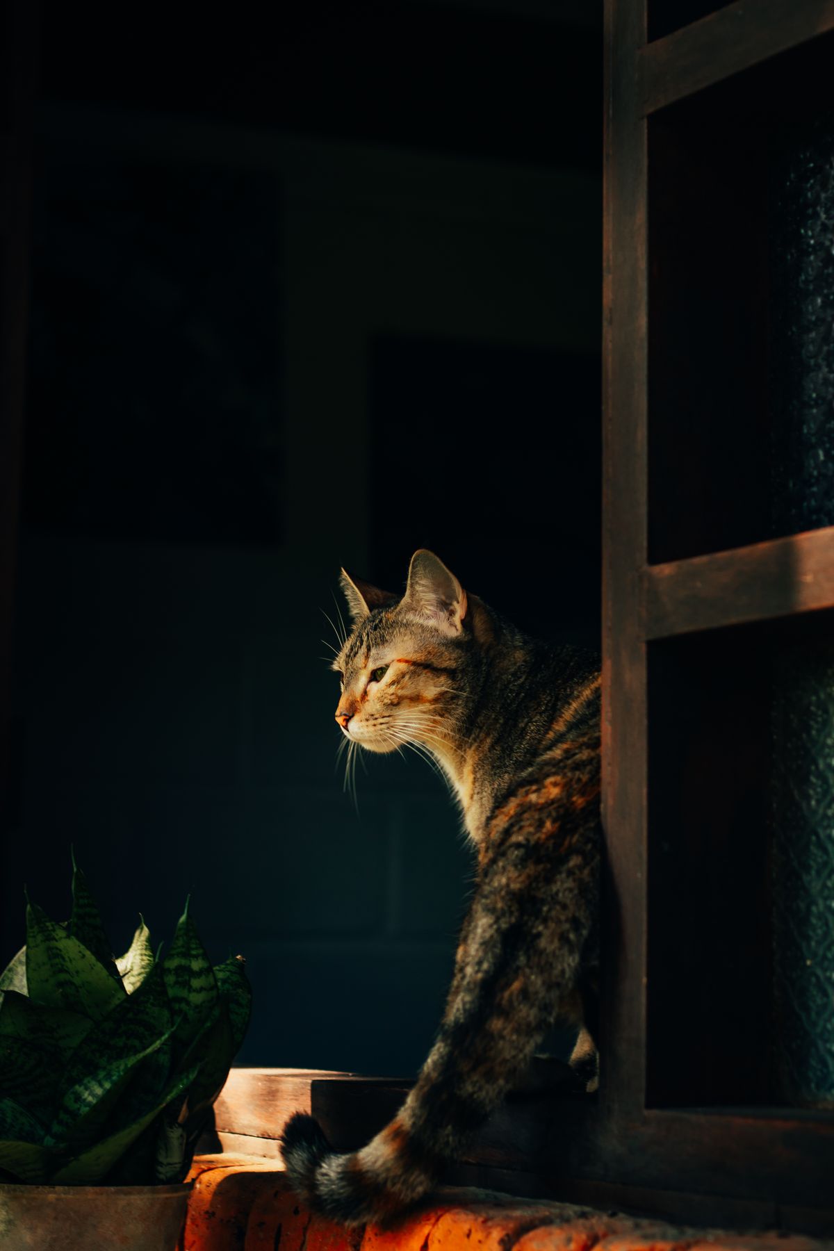 My Cat Ate a Houseplant and I Had No Idea It Was Toxic